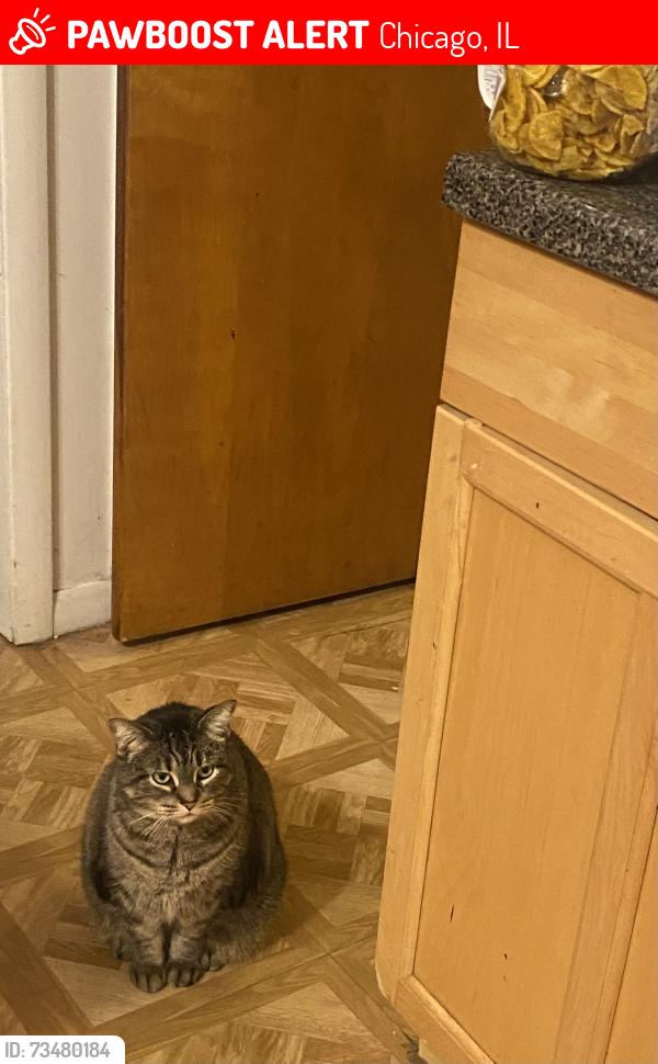 Lost Female Cat last seen Montrose and Lockwood, Chicago, IL 60641