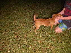 Found/Stray Unknown Dog last seen Wildwood lake Dr and addicks clodine, Houston, TX 77083