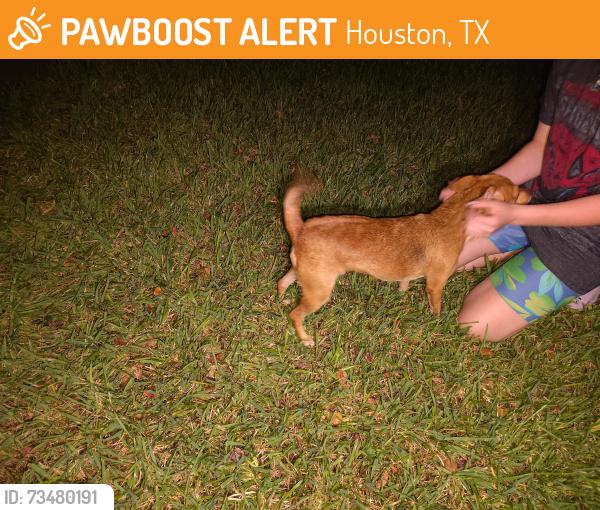 Found/Stray Unknown Dog last seen Wildwood lake Dr and addicks clodine, Houston, TX 77083