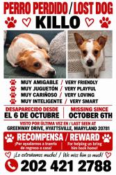 Lost Male Dog last seen Greenway dr, Hyattsville, MD 20781