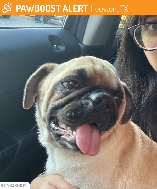 Found/Stray Male Dog last seen Found him near the the bayous on Meadowview St and Greyfriar Dr., Houston, TX 77037