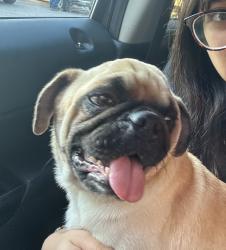 Found/Stray Male Dog last seen Found him near the the bayous on Meadowview St and Greyfriar Dr., Houston, TX 77037