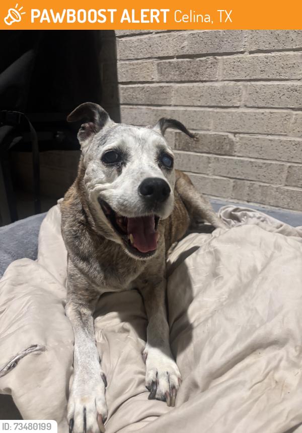 Found/Stray Female Dog last seen Kite st, Celina, TX 75009
