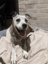 Found/Stray Female Dog last seen Kite st, Celina, TX 75009