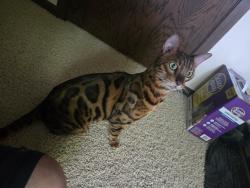 Reunited Female Cat last seen Burnsville, MN, USA, Burnsville, MN 55337
