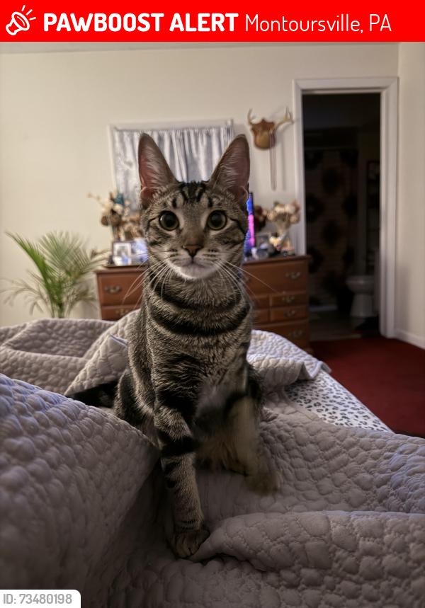 Lost Female Cat last seen Broad street, Montoursville, PA 17754