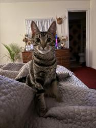 Lost Female Cat last seen Broad street, Montoursville, PA 17754