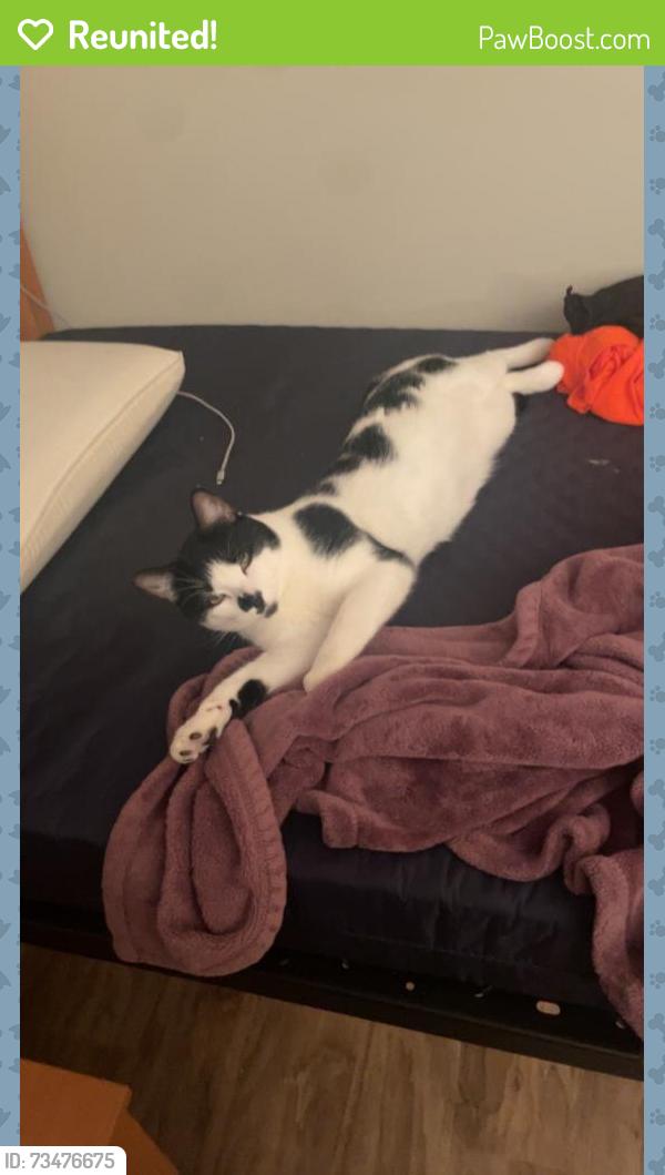 Reunited Male Cat last seen Stamford High School, Stamford, CT 06906