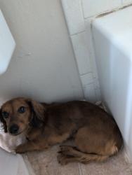 Found/Stray Male Dog last seen Woodbridge, Temple, TX 76504