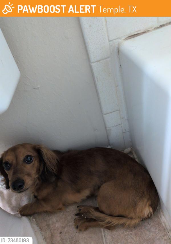Found/Stray Male Dog last seen Woodbridge, Temple, TX 76504