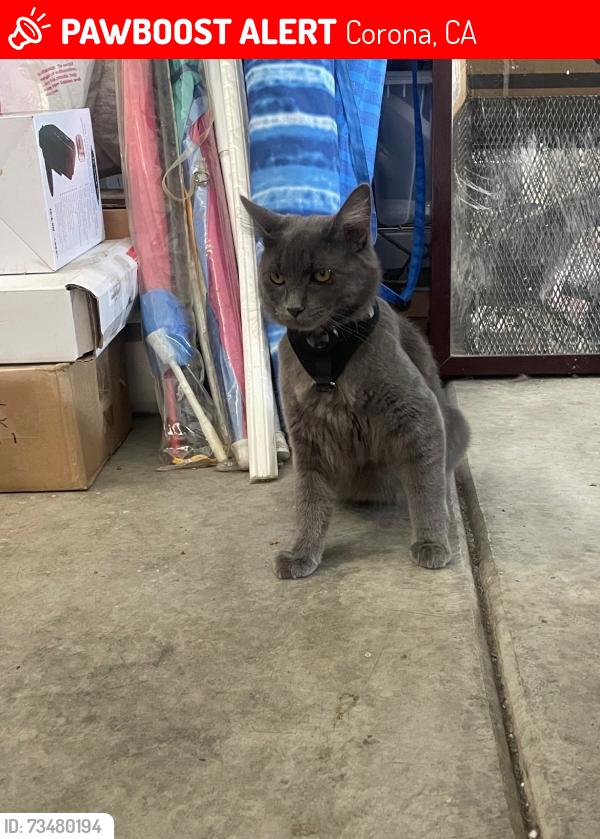 Lost Male Cat last seen Schleisman Rd and Moonflower ct Eastvale, Corona, CA 92880