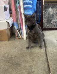 Lost Male Cat last seen Schleisman Rd and Moonflower ct Eastvale, Corona, CA 92880