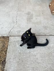 Lost Female Cat last seen adobe lane, Tracy, CA 95376