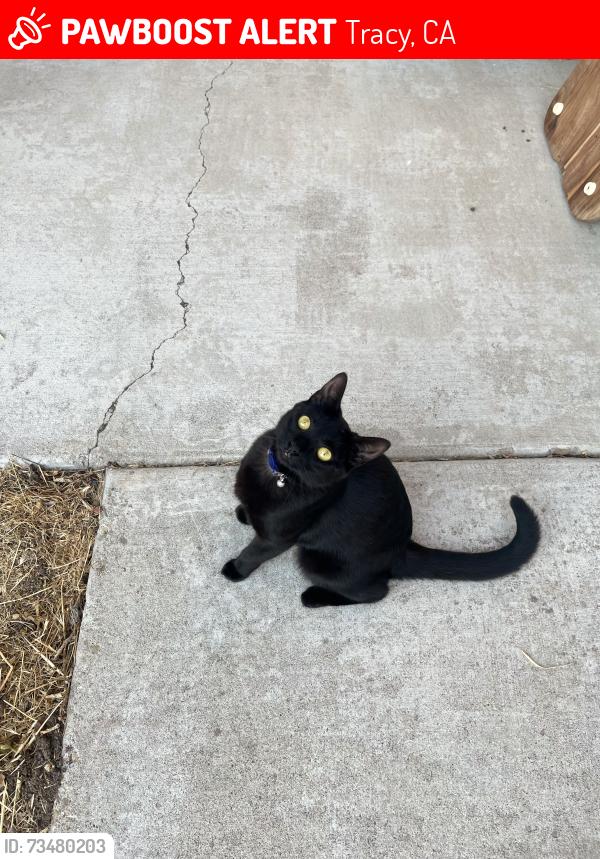 Lost Female Cat last seen adobe lane, Tracy, CA 95376