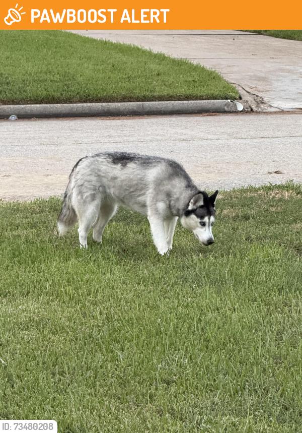 Found/Stray Unknown Dog last seen Spring creek oaks, Spring Creek Oaks, TX 77379