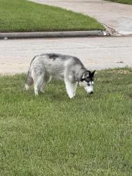 Found/Stray Unknown Dog last seen Spring creek oaks, Spring Creek Oaks, TX 77379