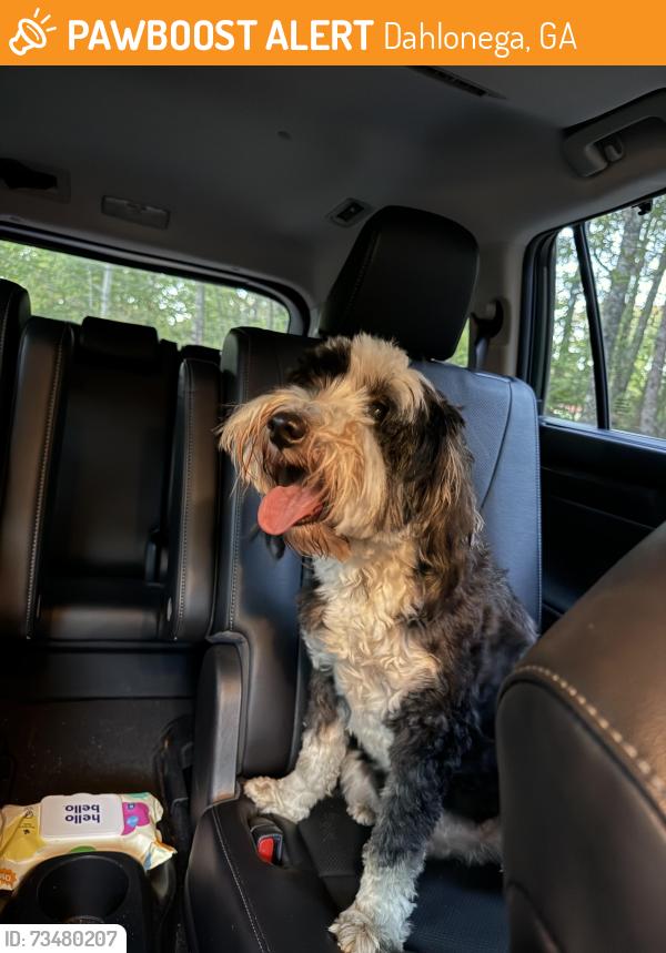 Found/Stray Male Dog last seen Not sure, was wondering on the road, Dahlonega, GA 30533