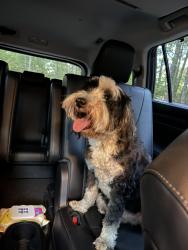 Found/Stray Male Dog last seen Not sure, was wondering on the road, Dahlonega, GA 30533