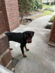 Found/Stray Unknown Dog last seen Spring creek oaks, Spring Creek Oaks, TX 77379