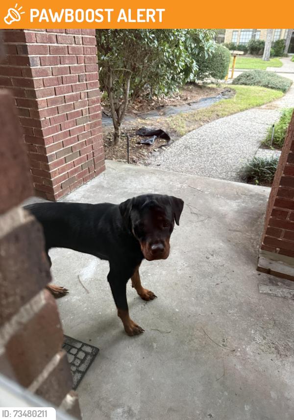 Found/Stray Unknown Dog last seen Spring creek oaks, Spring Creek Oaks, TX 77379