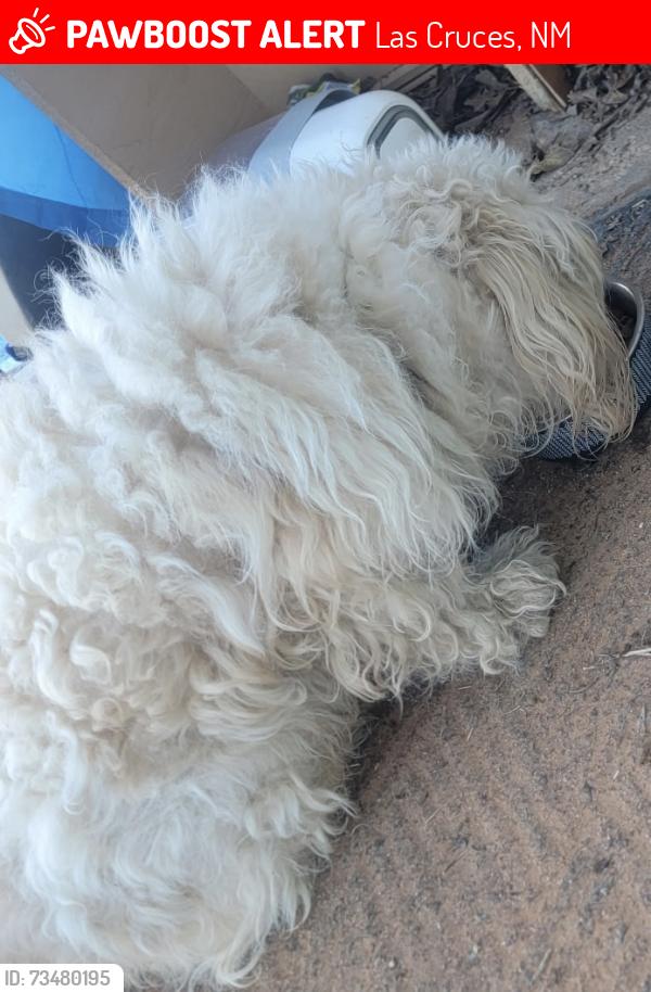 Lost Male Dog last seen Mesa, Las Cruces, NM 88012