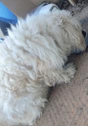 Lost Male Dog last seen Mesa, Las Cruces, NM 88012