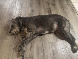 Found/Stray Female Dog last seen Jacob’s Pond San Antonio, Texas, San Antonio, TX 78253