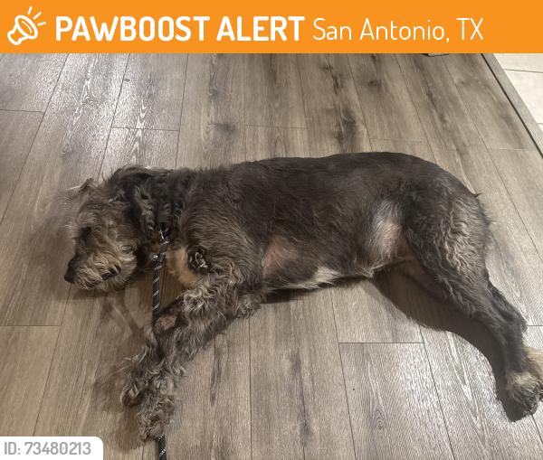 Found/Stray Female Dog last seen Jacob’s Pond San Antonio, Texas, San Antonio, TX 78253