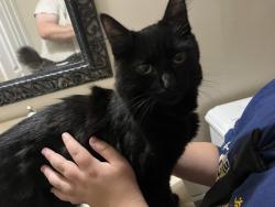 Reunited Female Cat last seen Northrop Grumman parking lot off aviation, Anne Arundel County, MD 21090