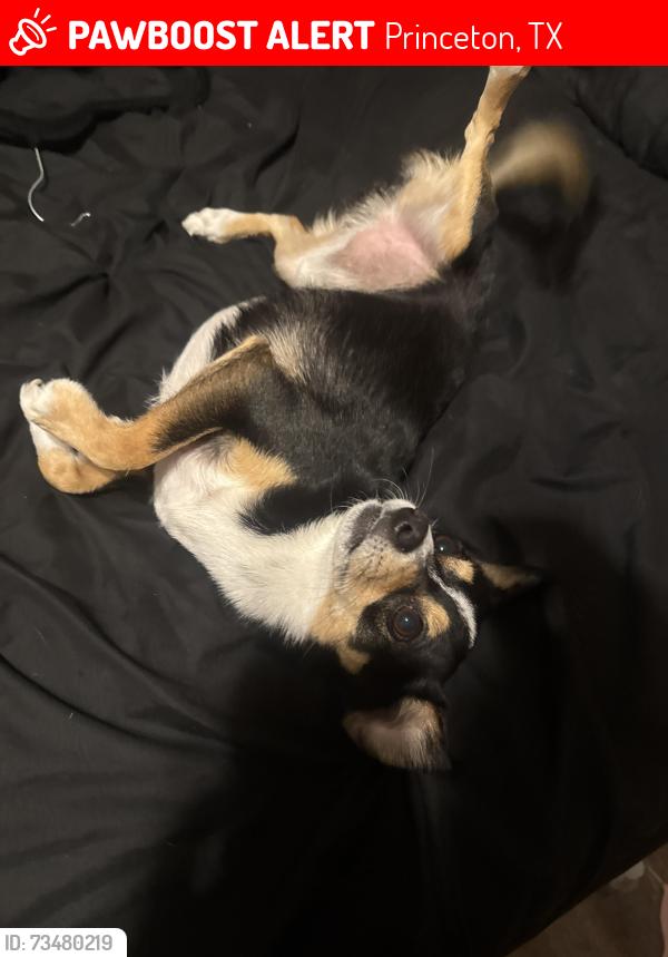 Lost Male Dog last seen Princeton tx, Princeton, TX 75407
