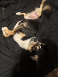 Lost Male Dog last seen Princeton tx, Princeton, TX 75407