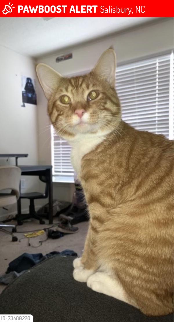 Lost Male Cat last seen Rowan woodland apmts, Salisbury, NC 28144