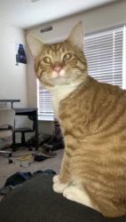 Lost Male Cat last seen Rowan woodland apmts, Salisbury, NC 28144