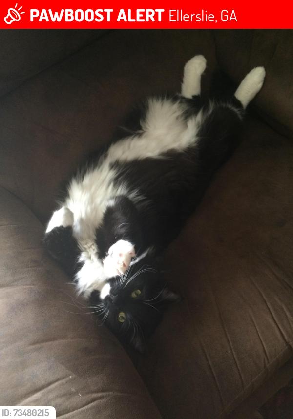 Lost Male Cat last seen Willow beach neighborhood, Ellerslie, GA 31807