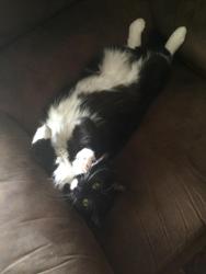 Lost Male Cat last seen Willow beach neighborhood, Ellerslie, GA 31807