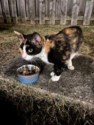 Found/Stray Unknown Cat last seen 7th Ave and Winchester, Lexington, KY 40505