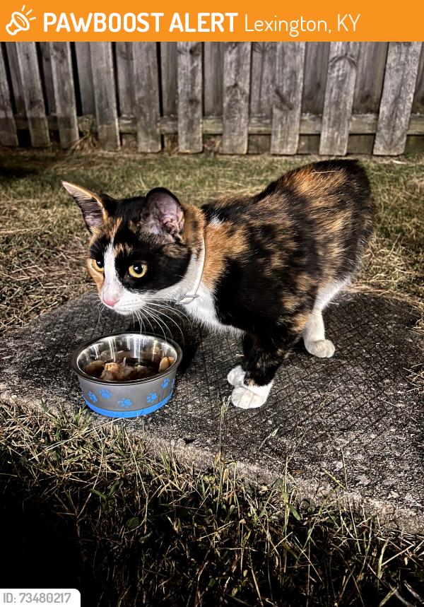 Found/Stray Unknown Cat last seen 7th Ave and Winchester, Lexington, KY 40505