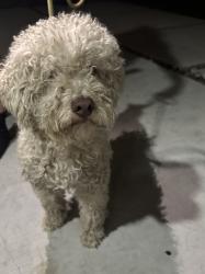 Reunited Male Dog last seen Woodruff, Temple City, CA 91780