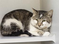 Shelter Stray Male Cat last seen , 5501 E Van Buren St, Phoenix, AZ 85008, USA