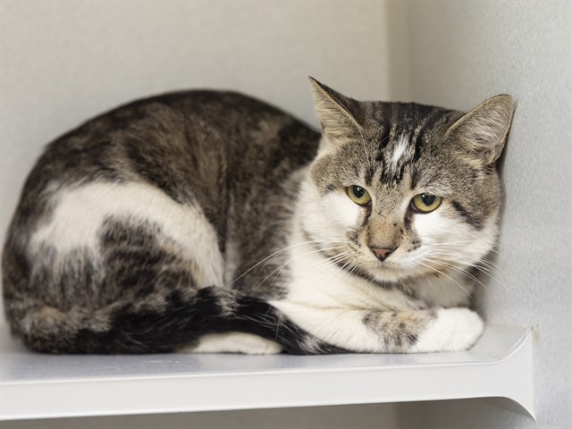 Shelter Stray Male Cat last seen , 5501 E Van Buren St, Phoenix, AZ 85008, USA