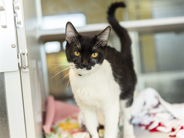 Shelter Stray Male Cat last seen Near BLOCK W LAS PALMARITAS, 5501 E Van Buren St, Phoenix, AZ 85008, USA