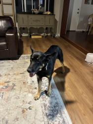 Found/Stray Male Dog last seen Jacumba Hot Springs Hotel, Jacumba Hot Springs, CA 91934