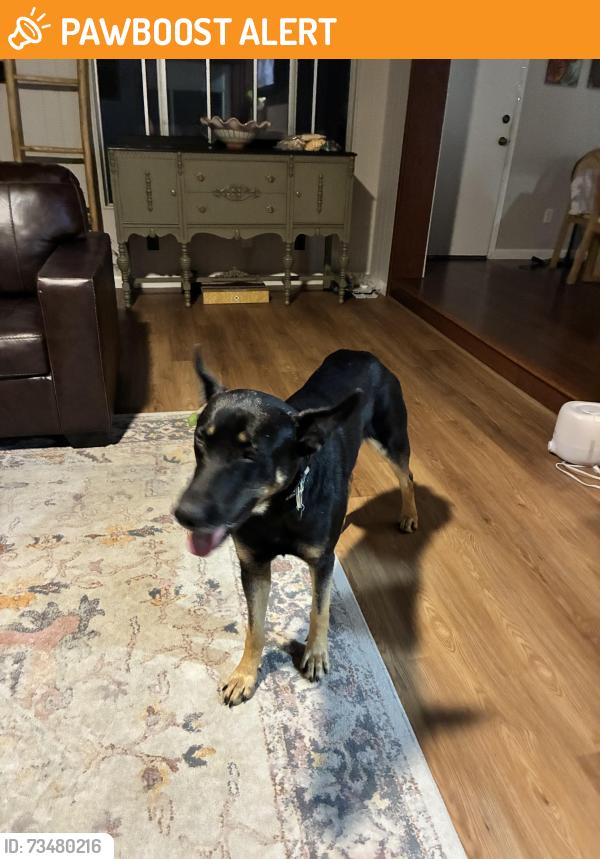Found/Stray Male Dog last seen Jacumba Hot Springs Hotel, Jacumba Hot Springs, CA 91934