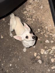 Reunited Male Dog last seen River park Dr & Fm 725 New Braunfels, Guadalupe County, TX 78130