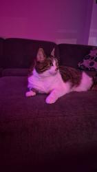Lost Female Cat last seen 78th and Main, Kansas City, MO 64114