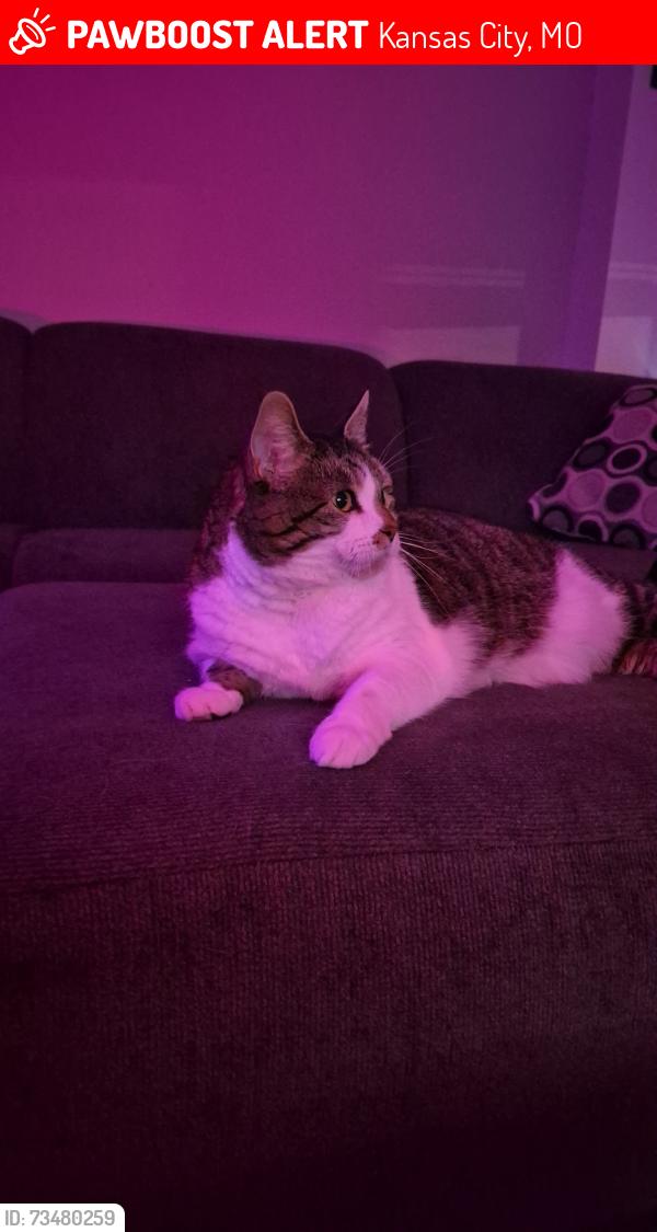 Lost Female Cat last seen 78th and Main, Kansas City, MO 64114