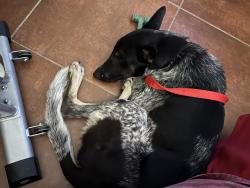 Found/Stray Male Dog last seen 24th Street and Roeser, Phoenix, AZ 85040
