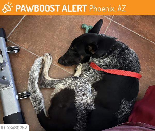 Found/Stray Male Dog last seen 24th Street and Roeser, Phoenix, AZ 85040