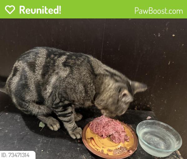 Reunited Male Cat last seen Greenfield Drive hear Highway 8, El Cajon, CA 92021