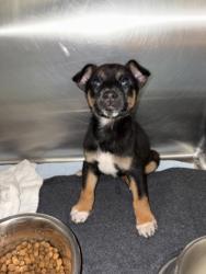 Shelter Stray Male Dog last seen Near BLK Berry DR, District 4 - South Cleburne, TX, 2375 Service Dr, Cleburne, TX 76033, USA